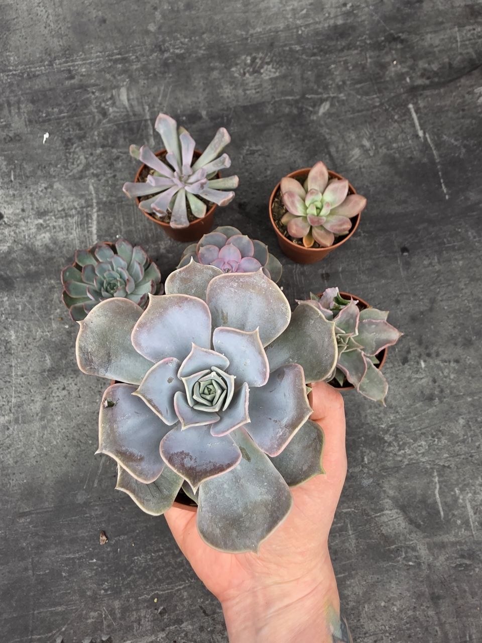 Echeveria 5
