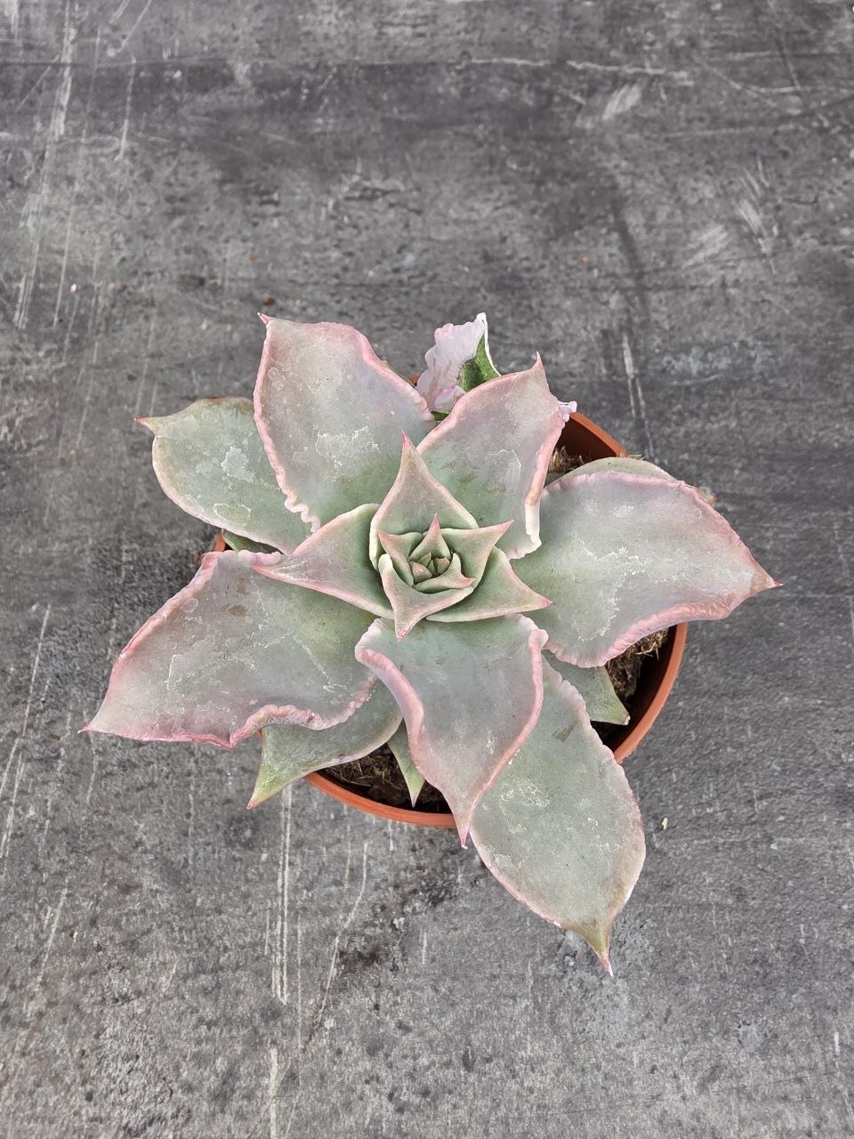 Echeveria 1