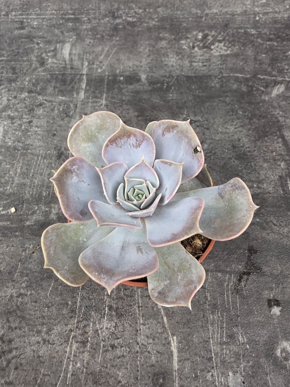 Echeveria 3