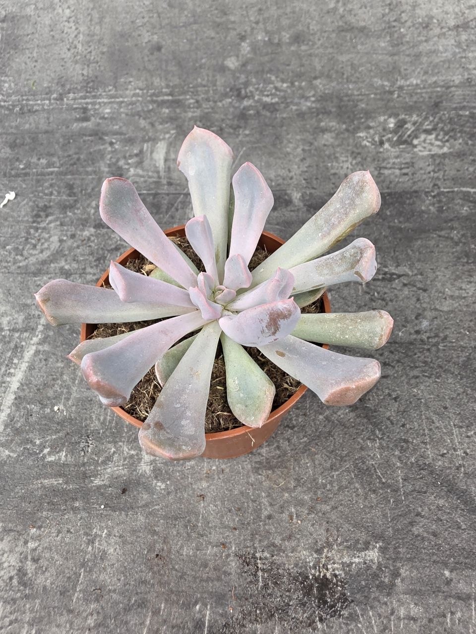 Echeveria 4