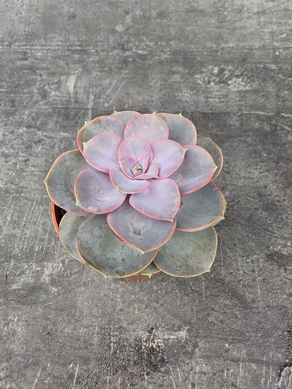 Echeveria 5