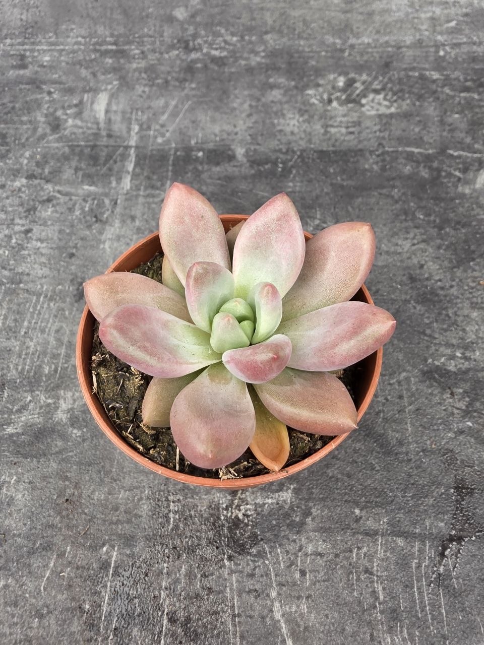 Echeveria 6