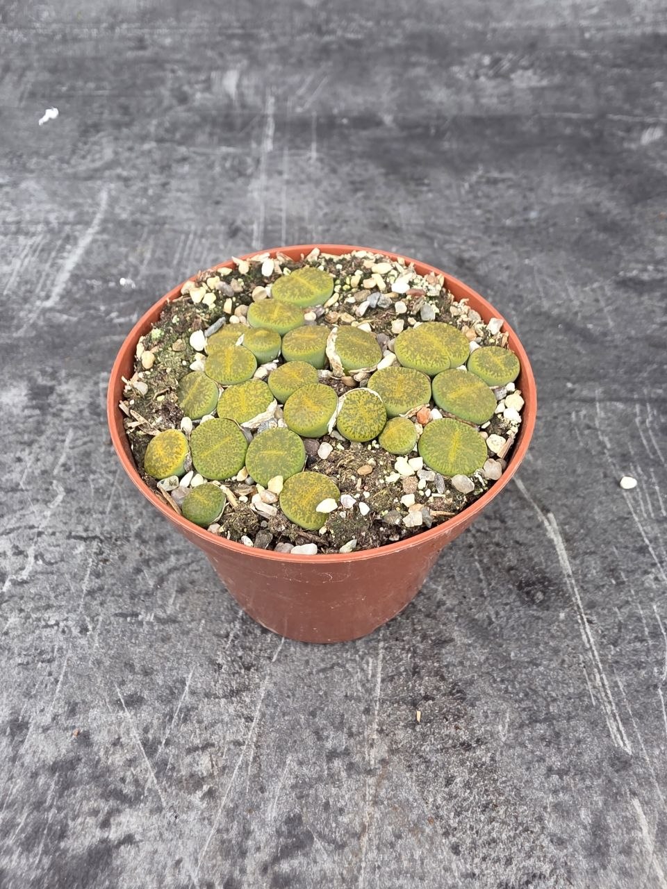 Lithops drobný do zelena