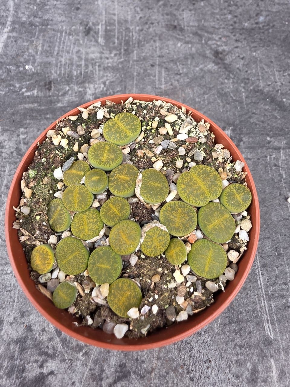 Lithops drobný do zelena
