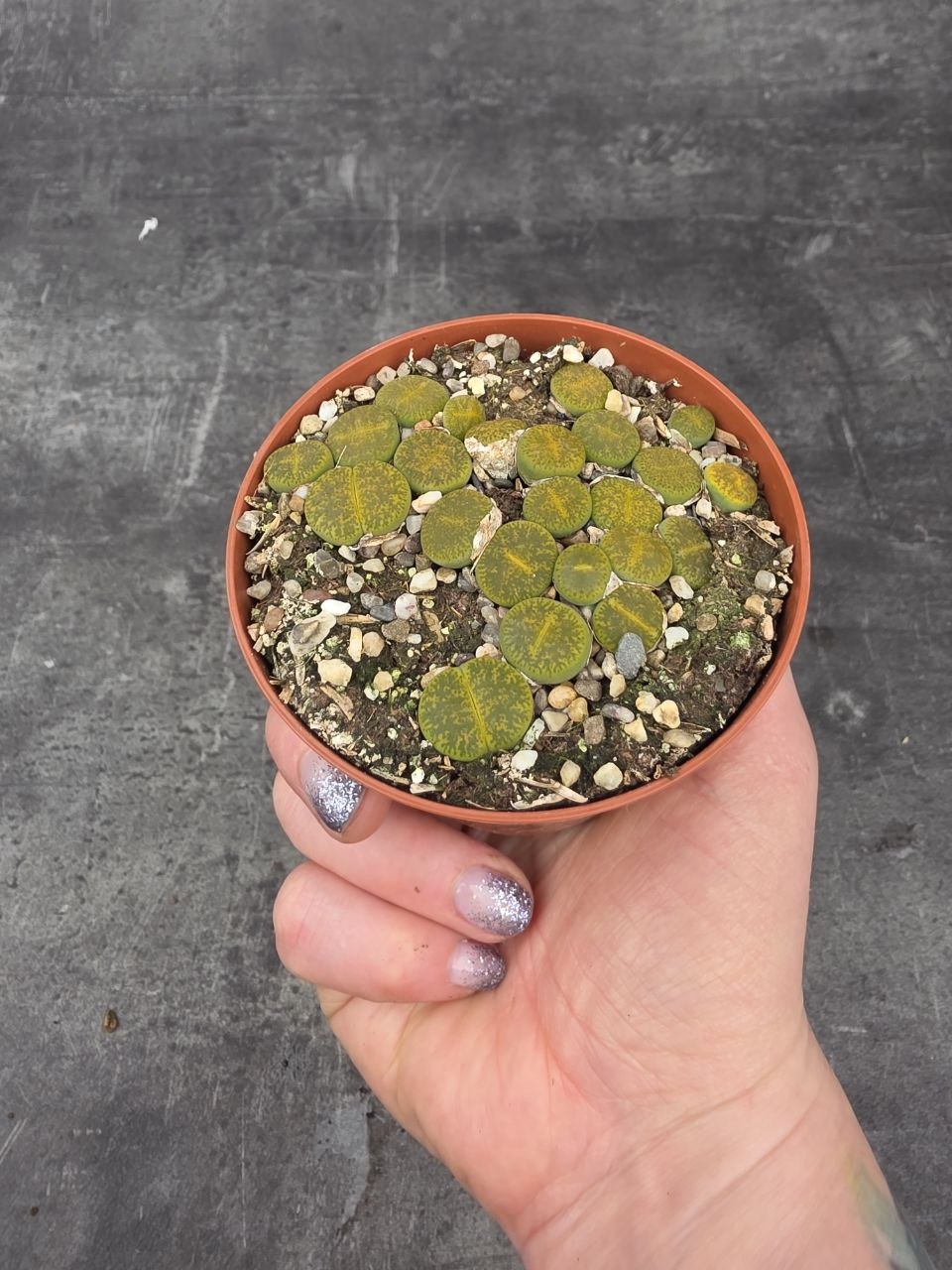 Lithops drobný do zelena