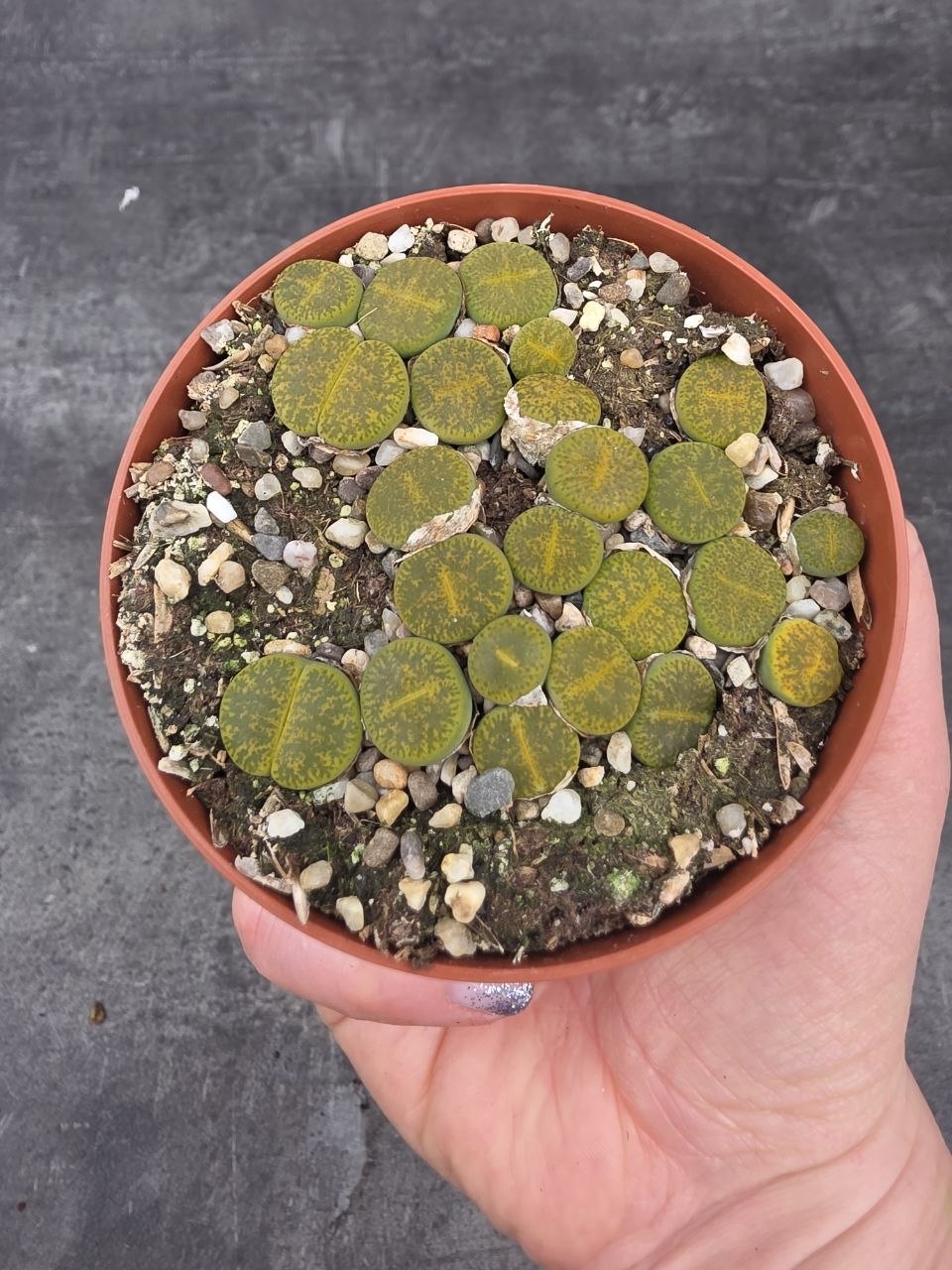 Lithops drobný do zelena