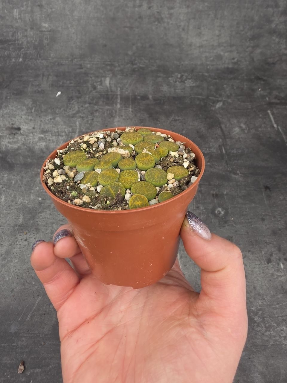 Lithops drobný do zelena