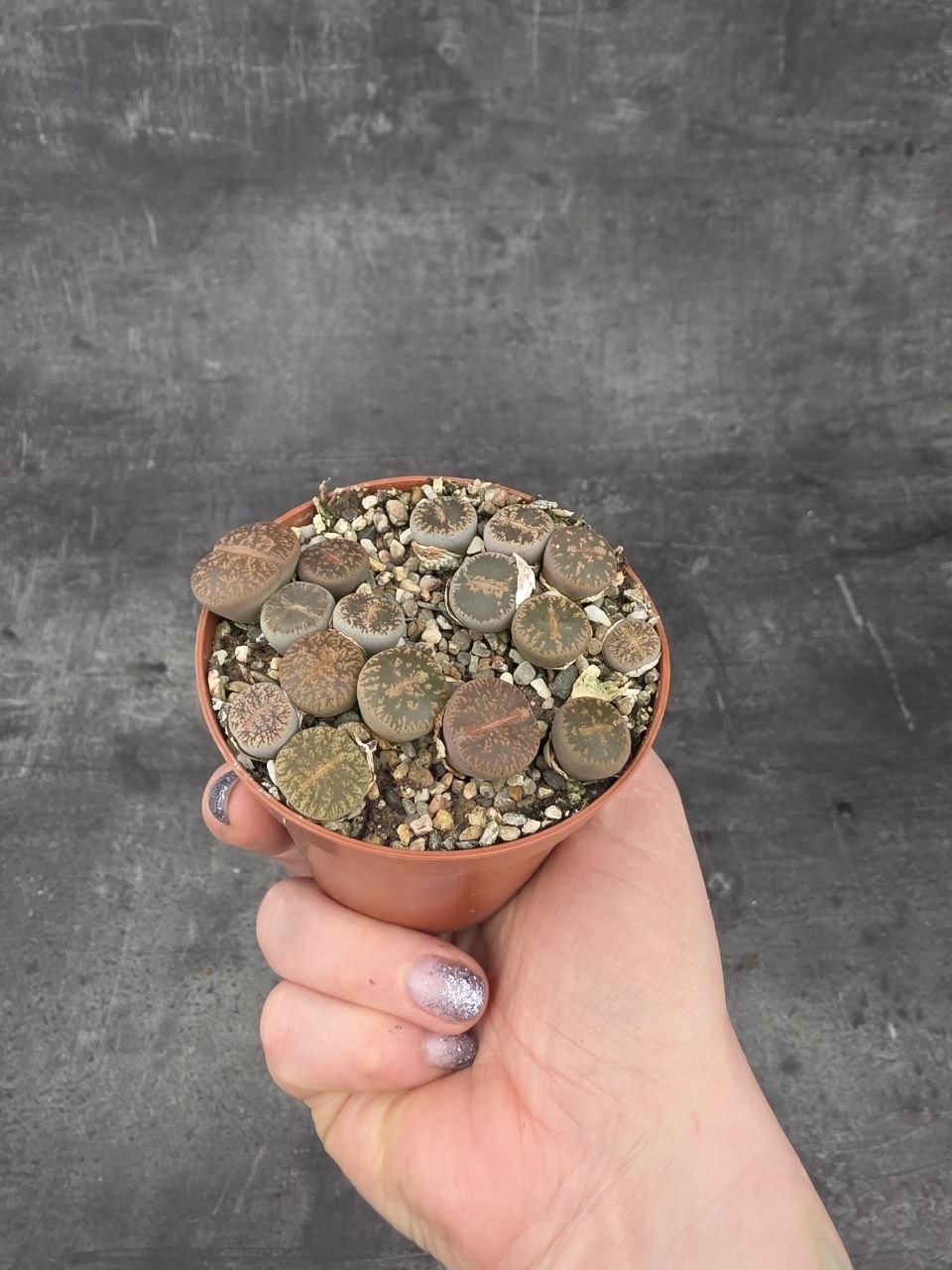 Lithops drobný do růžova
