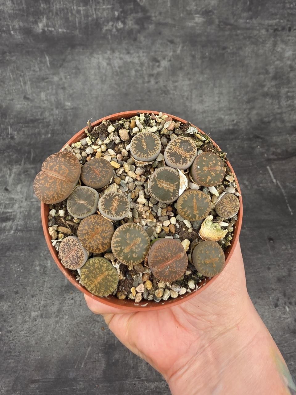 Lithops drobný do růžova