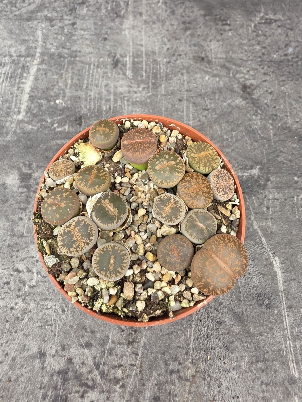 Lithops drobný do růžova