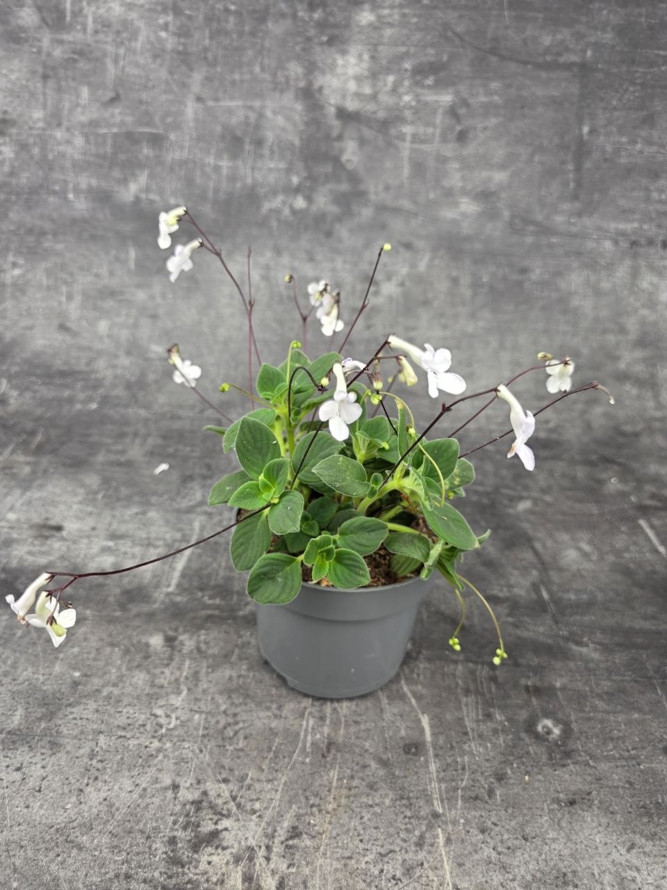 Streptocarpus Saxorum, bílé květy