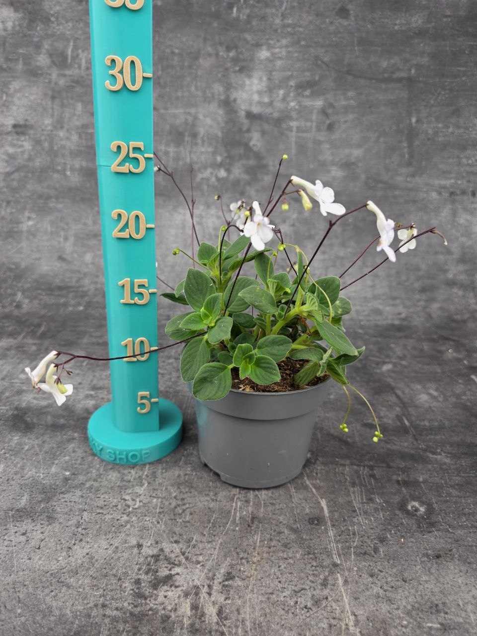 Streptocarpus Saxorum, bílé květy