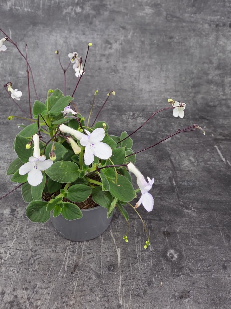 Streptocarpus Saxorum, bílé květy