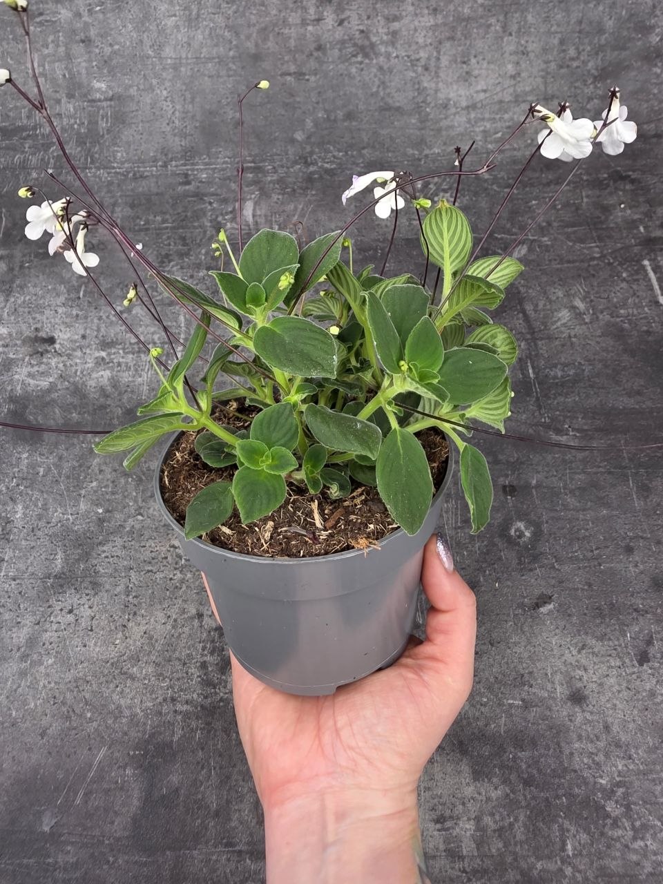 Streptocarpus Saxorum, bílé květy