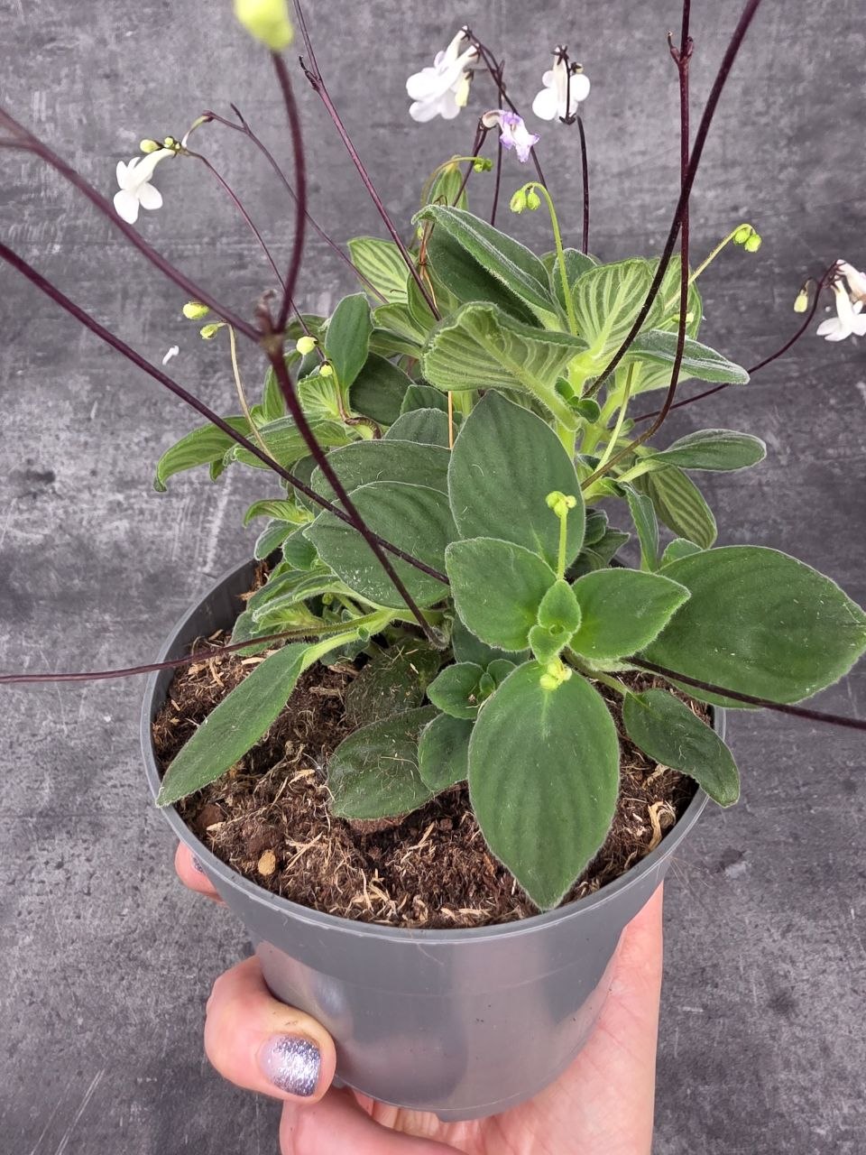 Streptocarpus Saxorum, bílé květy