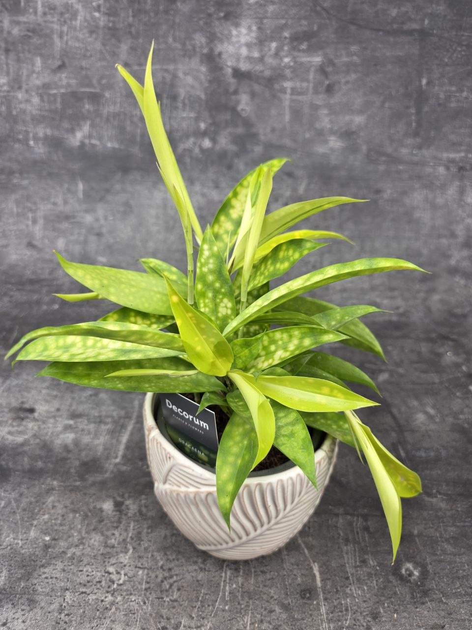ikea efeutute Grosse Efeutute Marble Queen | Epipremnum