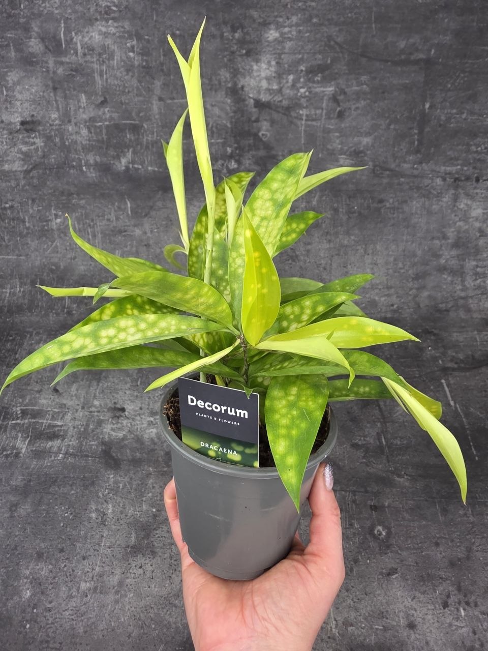 Dracaena Surculosa Mike