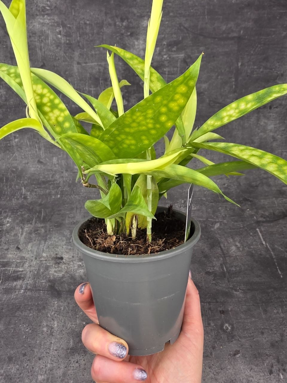 dracaena rosea Dracaena Reflexa – Interior Foliage Design main image 0