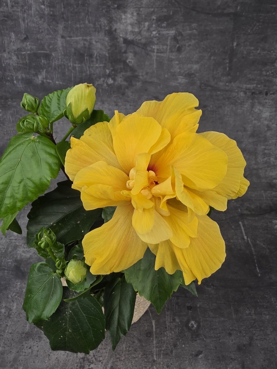Hibiscus žluté květy