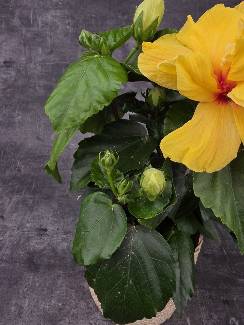 Hibiscus žluté květy