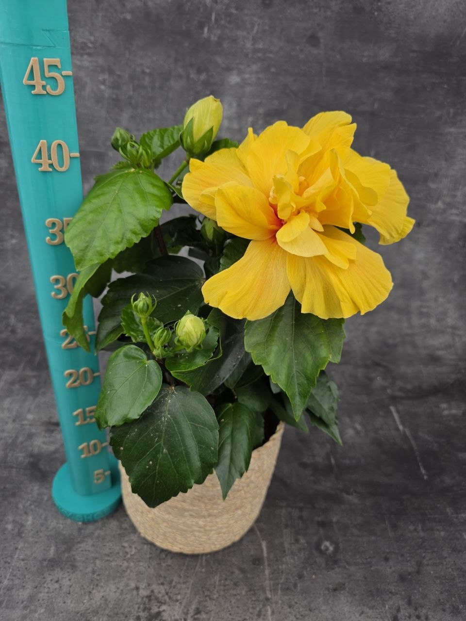 Hibiscus žluté květy
