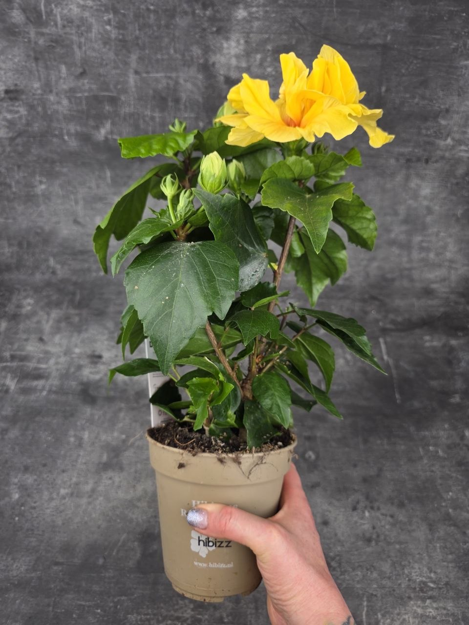 Hibiscus žluté květy