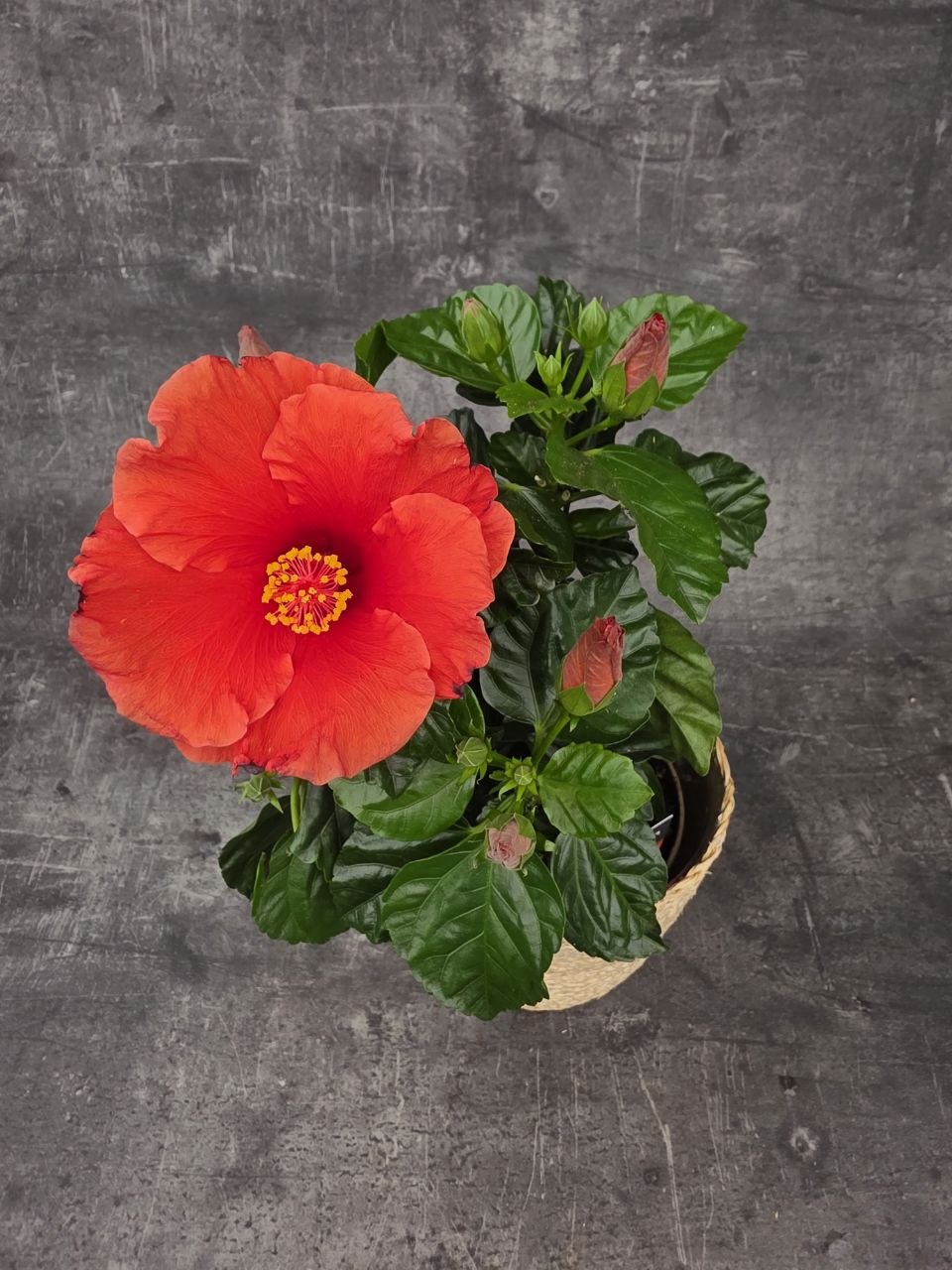 Hibiscus červené květy