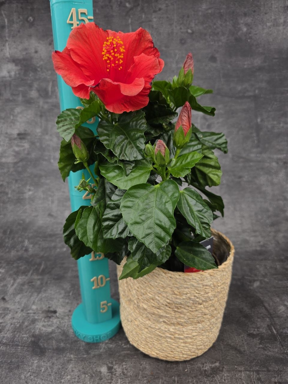 Hibiscus červené květy