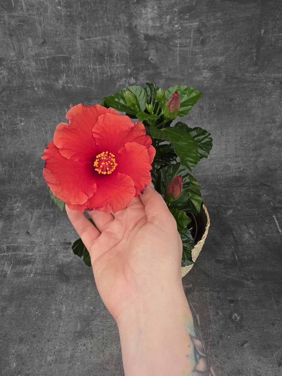 Hibiscus červené květy