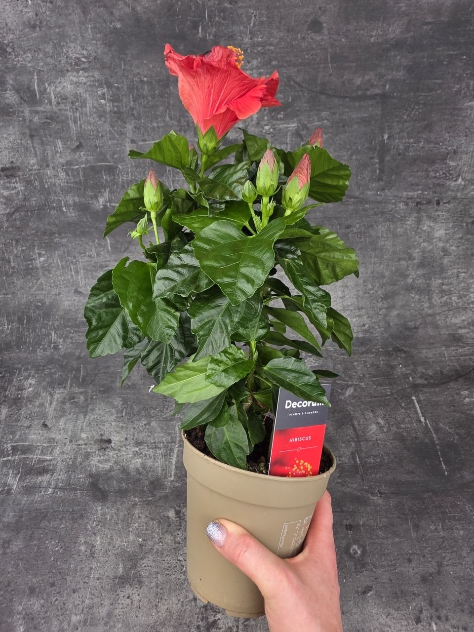 Hibiscus červené květy