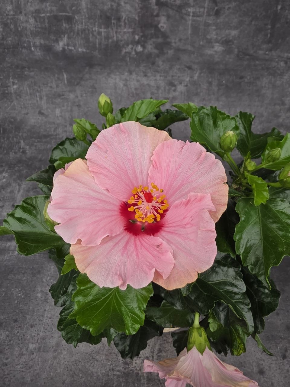 Hibiscus růžové květy
