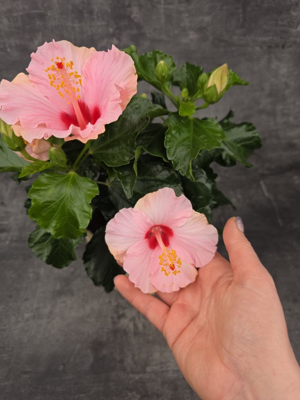 Hibiscus růžové květy