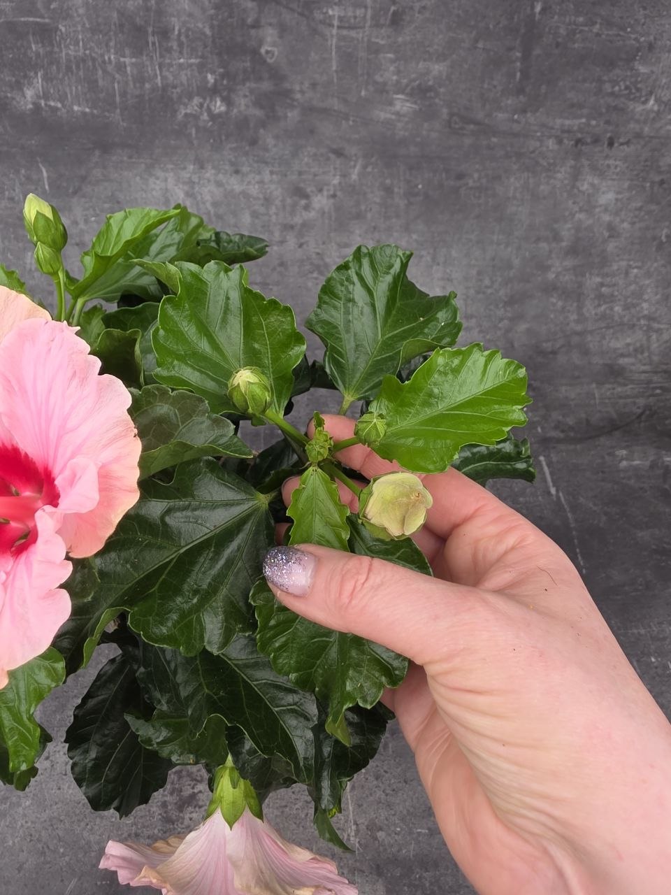 Hibiscus růžové květy