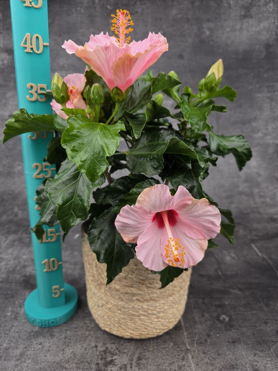 Hibiscus růžové květy