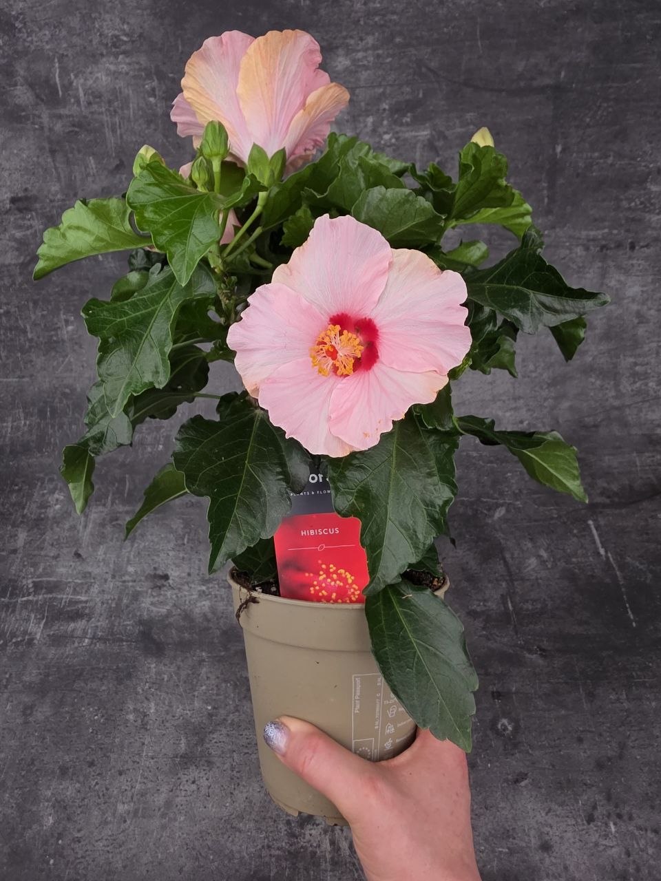 Hibiscus růžové květy