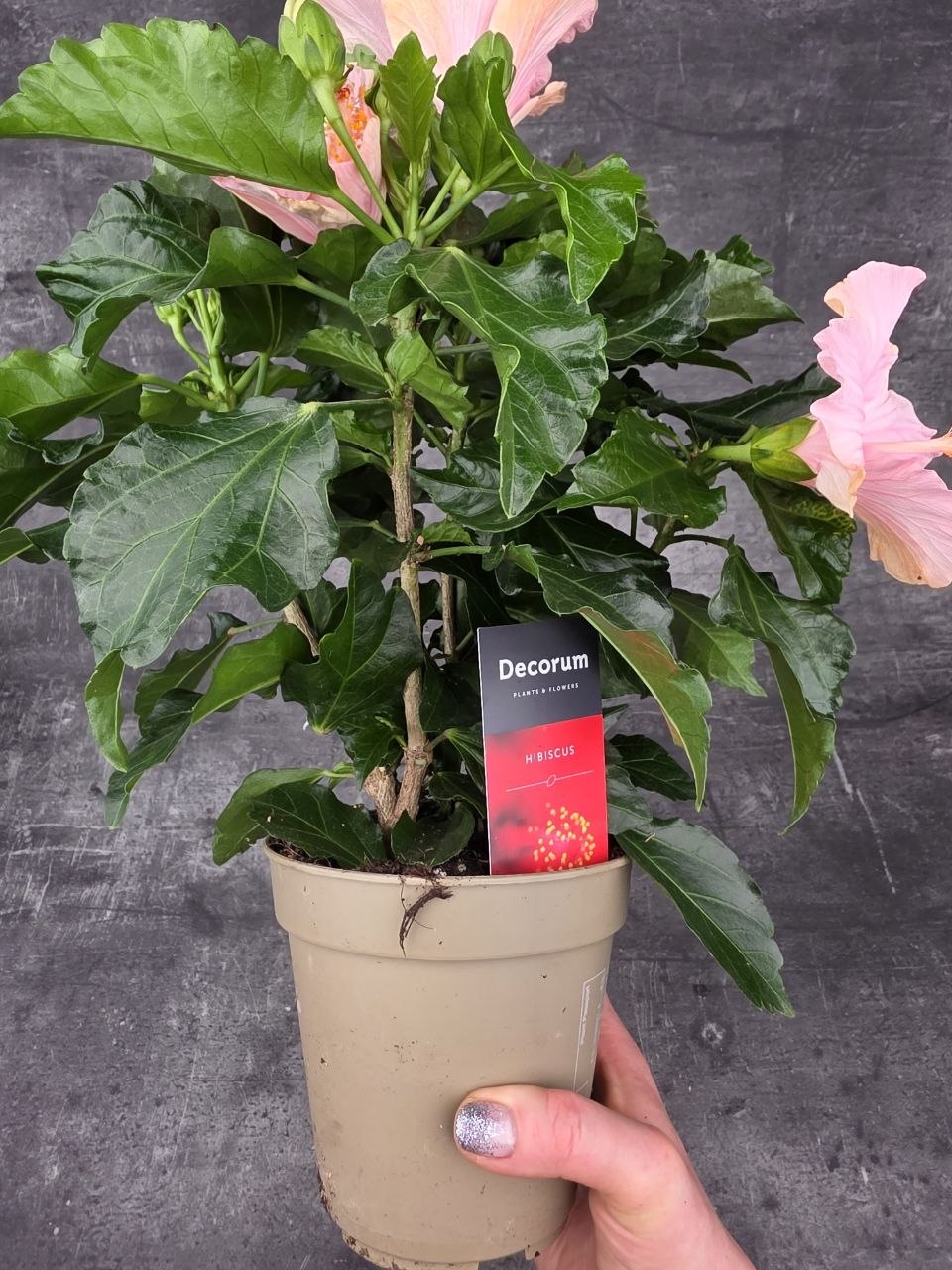 Hibiscus růžové květy