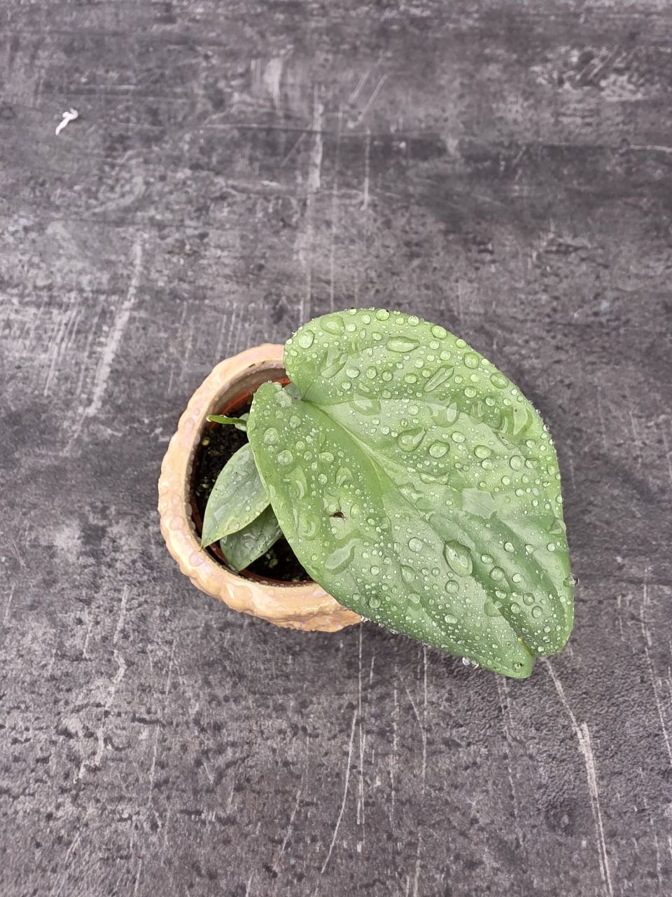 Monstera Amydrium mini
