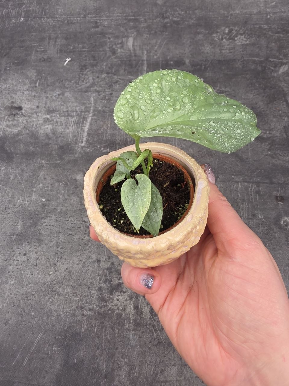 Monstera Amydrium mini