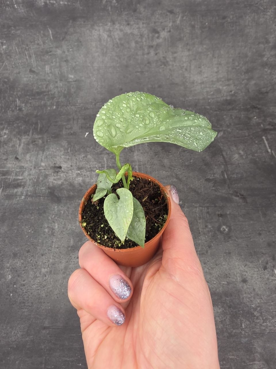 Monstera Amydrium mini
