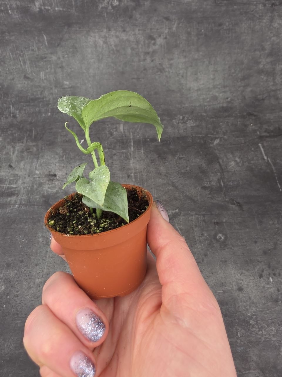 Monstera Amydrium mini