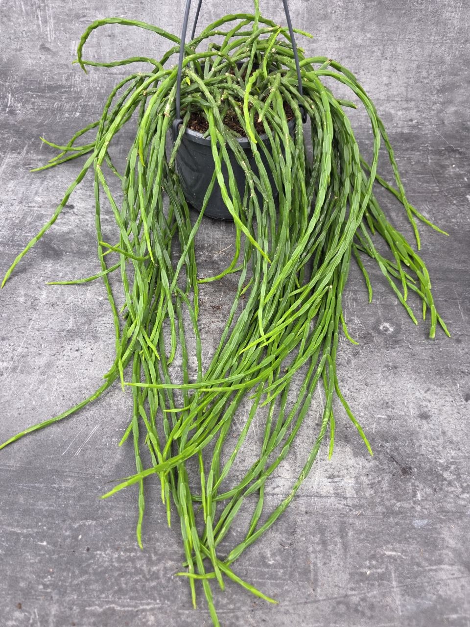 Rhipsalis Paradoxa závěs 