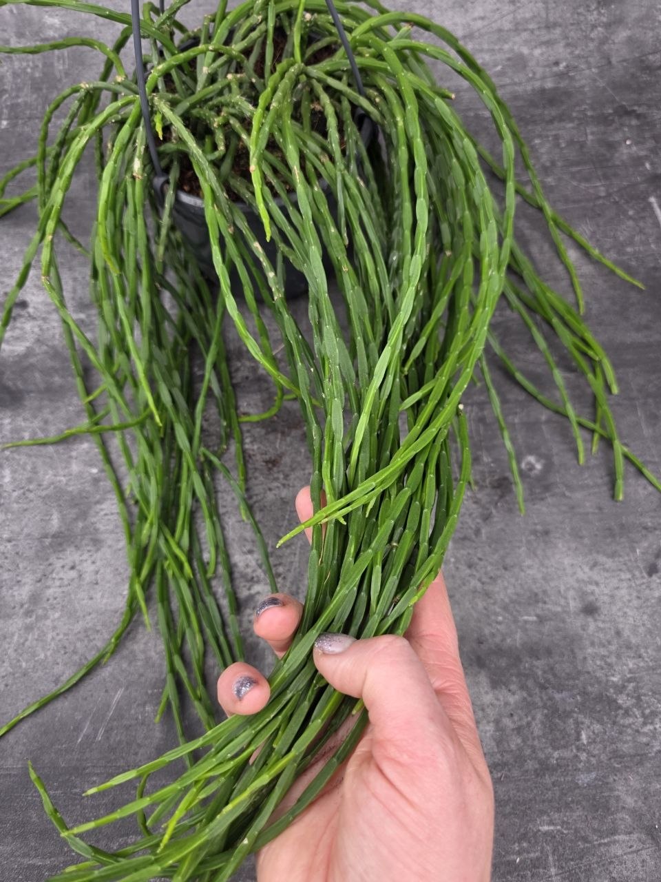 Rhipsalis Paradoxa závěs 