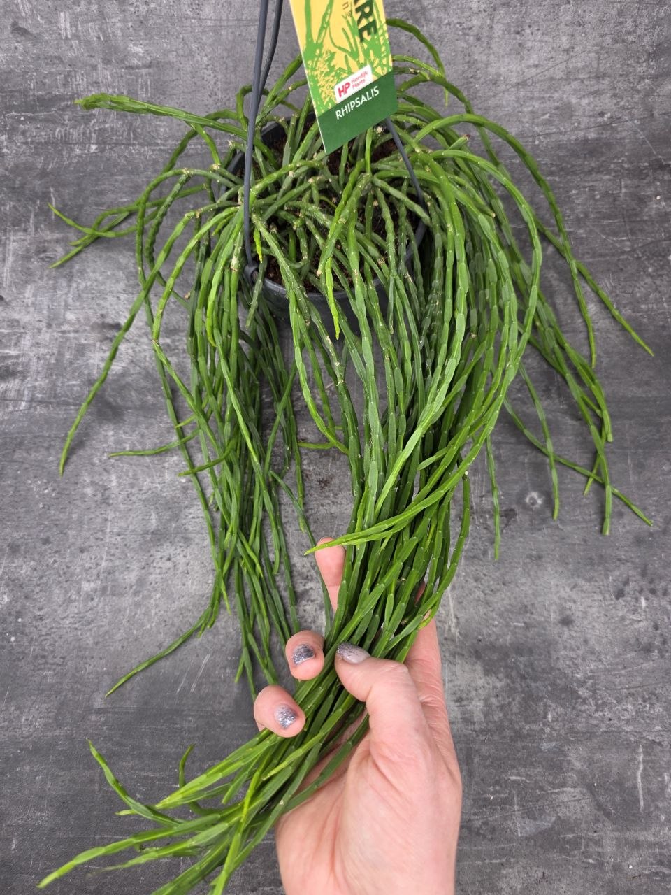 Rhipsalis Paradoxa závěs 