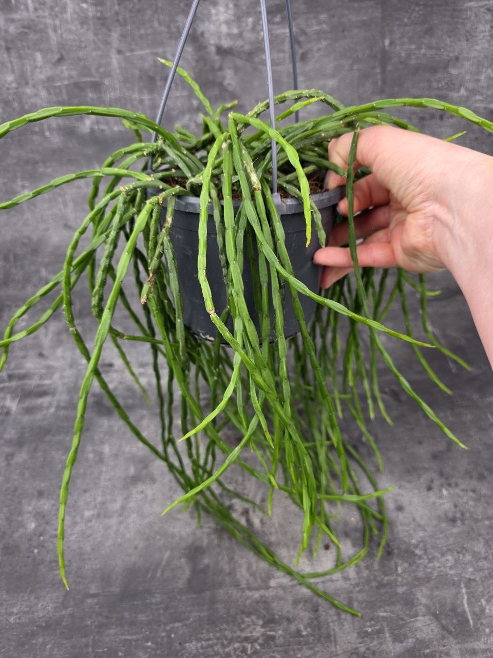 Rhipsalis Paradoxa závěs 
