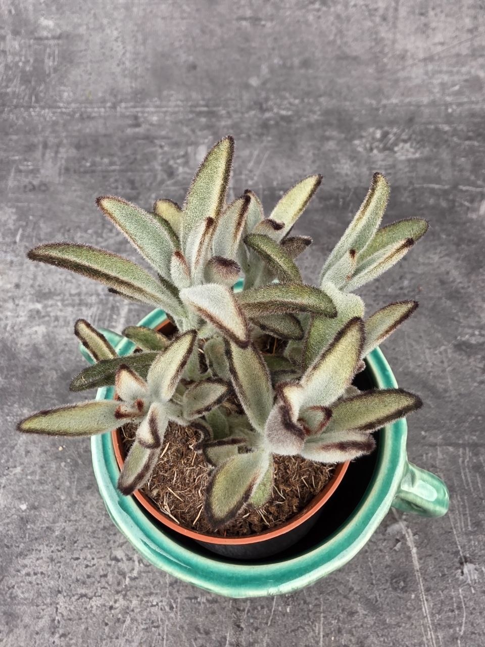 Kalanchoe Tomentosa Chocolate