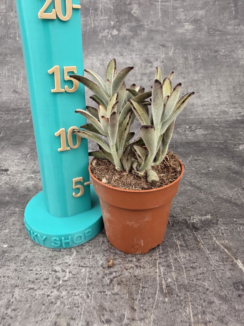 Kalanchoe Tomentosa Chocolate
