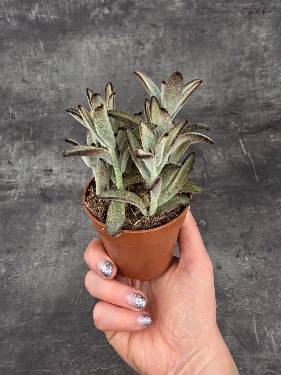 Kalanchoe Tomentosa Chocolate