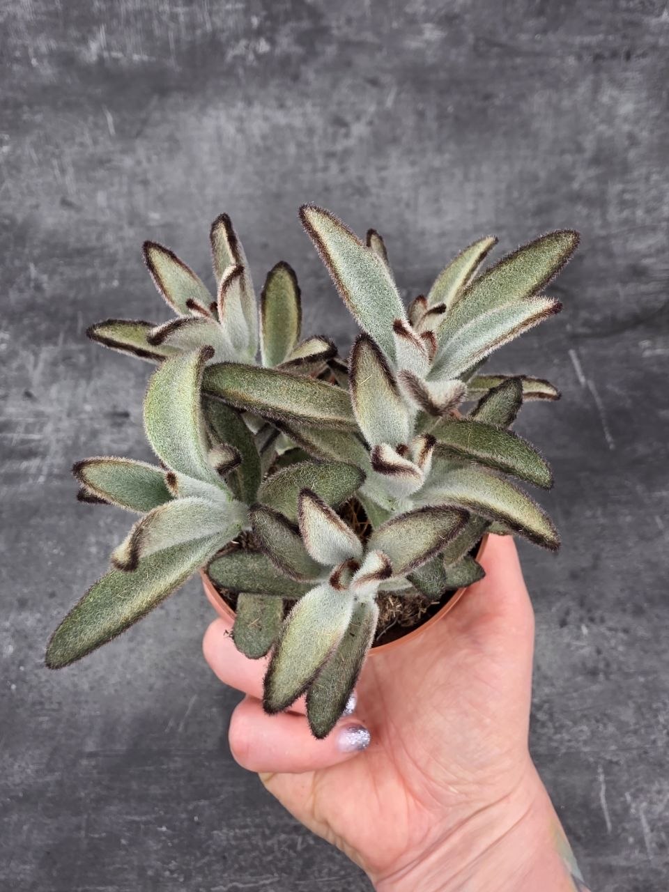 Kalanchoe Tomentosa Chocolate