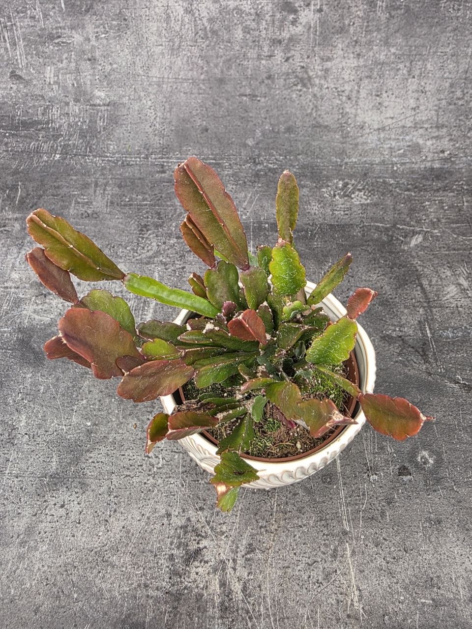 Rhipsalis agudoensis