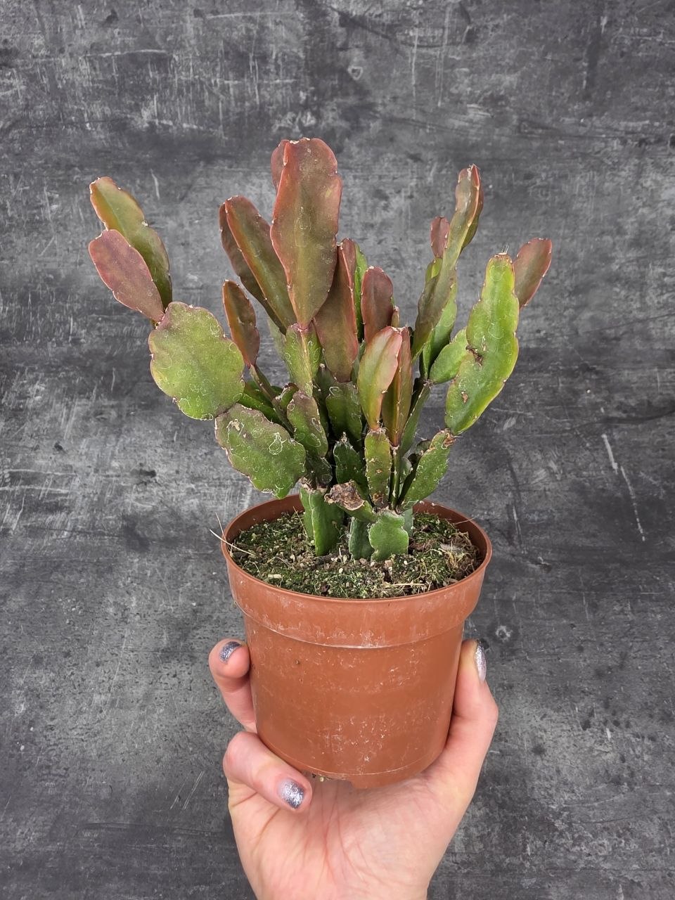 Rhipsalis agudoensis